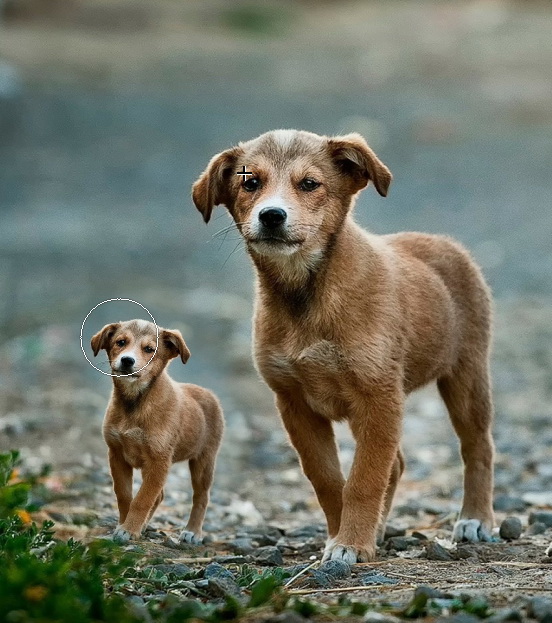 Clone size and rotation.